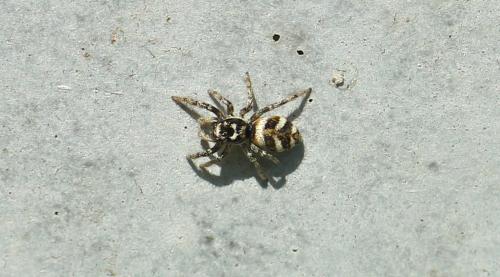 Salticus scenicus